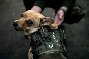"Втрачений дім": у Києві покажуть фотовиставку про чотирилапих побратимів бійців АТО
