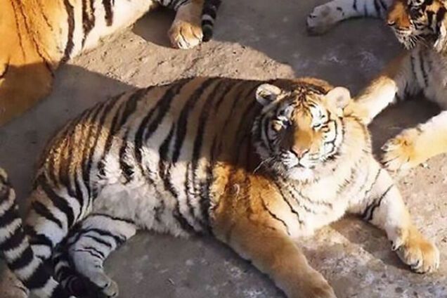 Амурский тигр, животные