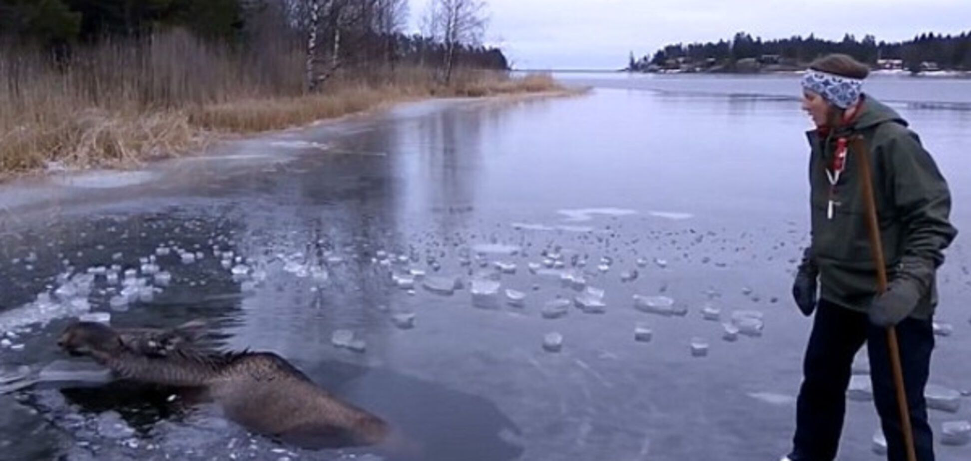 Cети покоряет героическое видео спасения лося