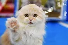"Синий кит": психолог предложила замечательную альтернативу