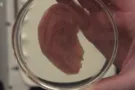 Человеческое ухо