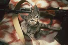 Кот в АТО