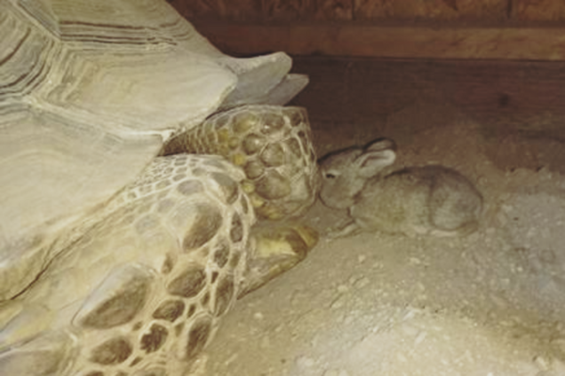 Вамба, черепаха, кролик