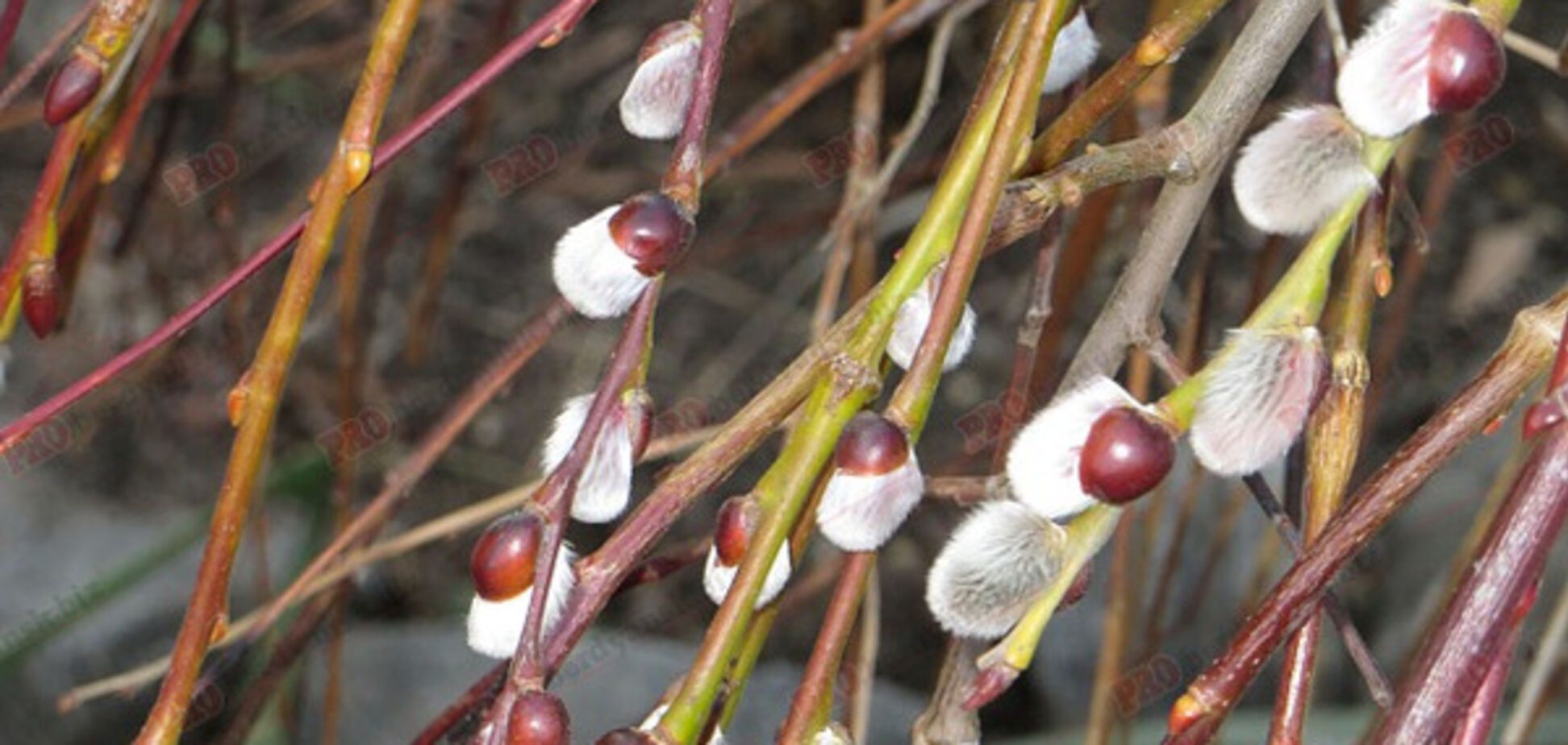 В Запорожской области расцвела верба (ФОТО)