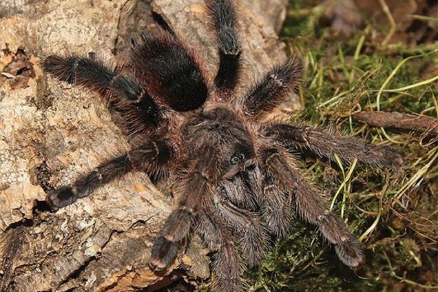 Avicularia merianae