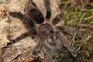 Avicularia merianae