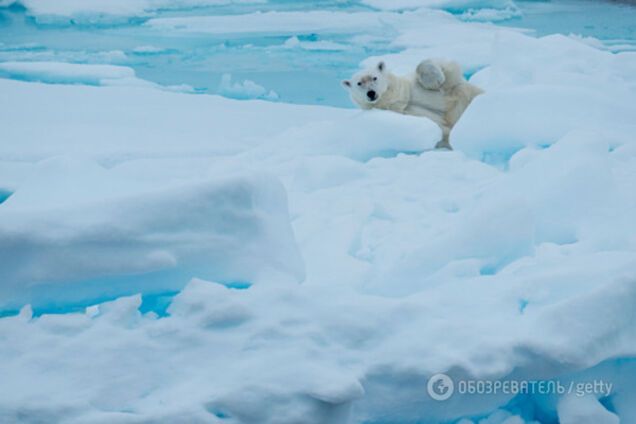 Белый медведь
