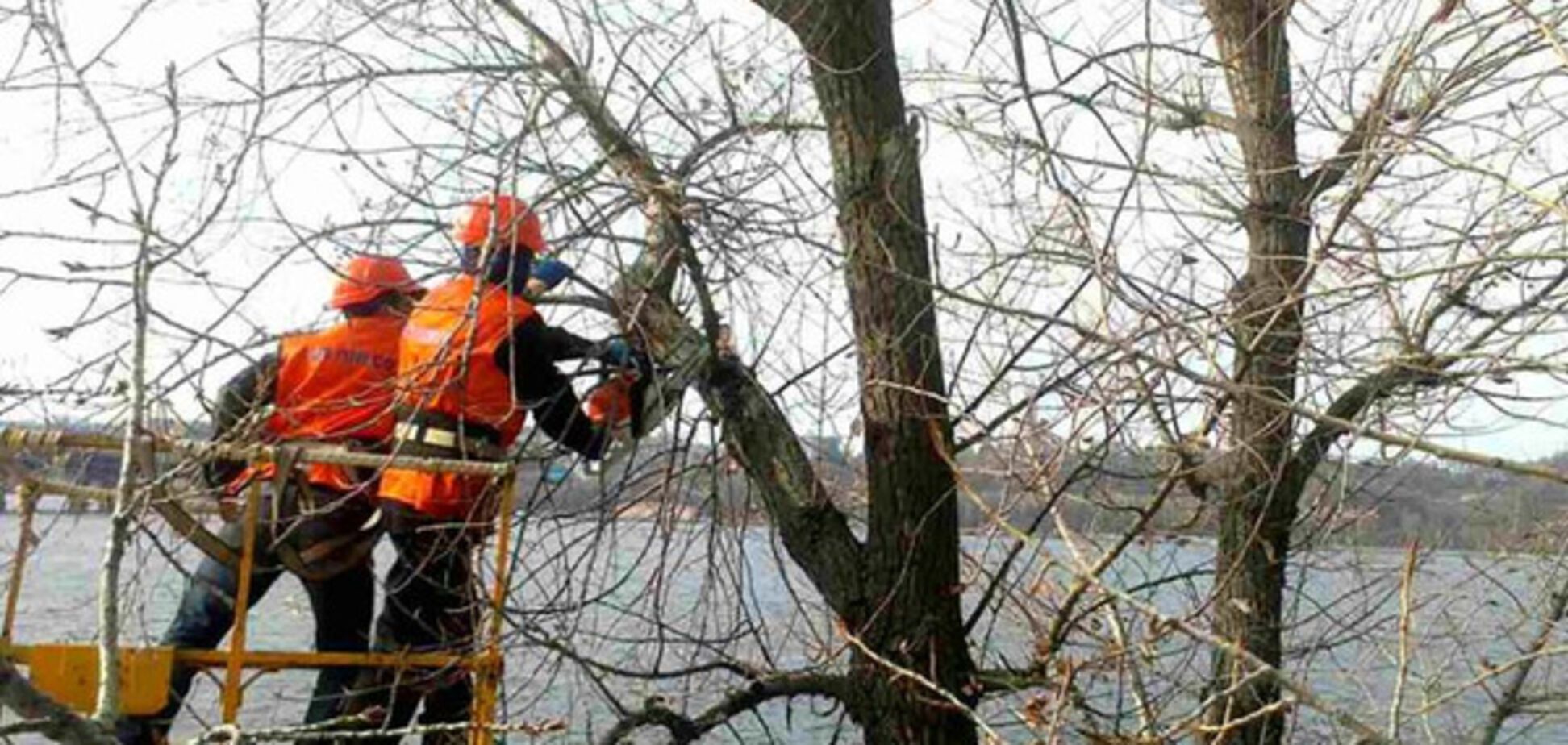 Обрезают деревья