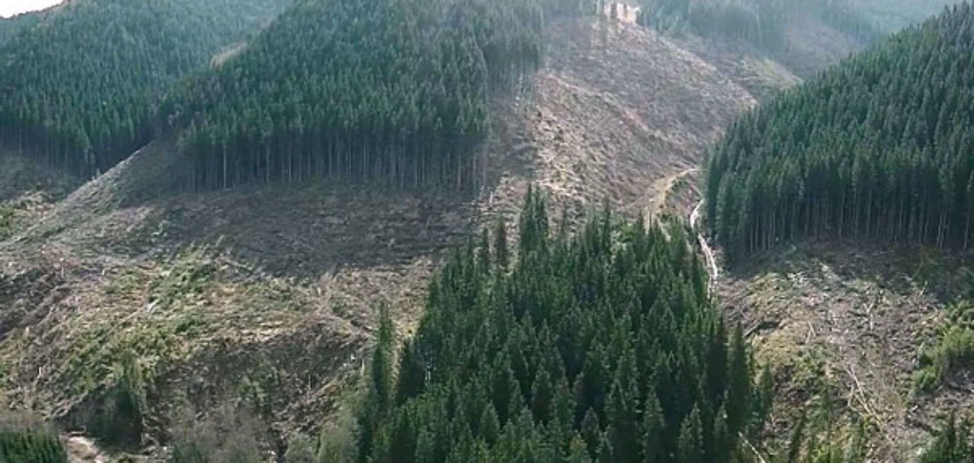 Вырубка леса