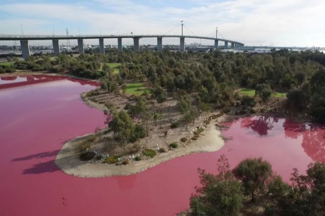 рожеве озеро парку Уестгейт, що в австралійському Мельбурні