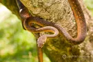 Коричневая древесная змея
