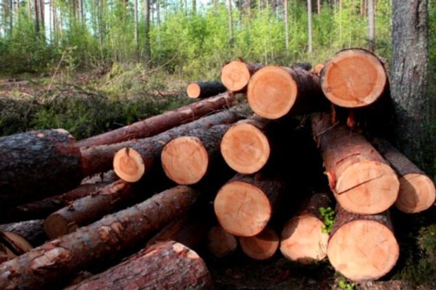 Вырубка леса