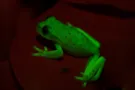 Древесная лягушка Hypsiboas punctatus