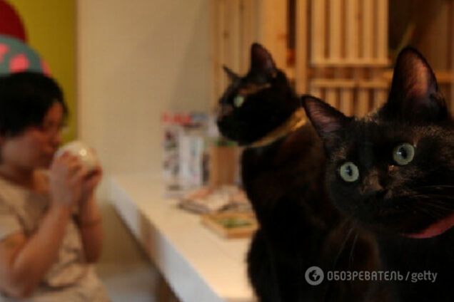 Кошки, Япония