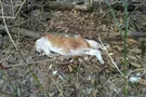 погибшие животные