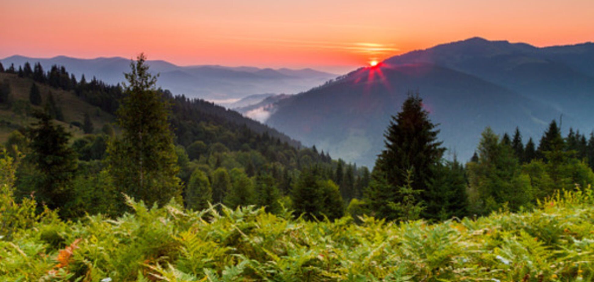 Український ліс