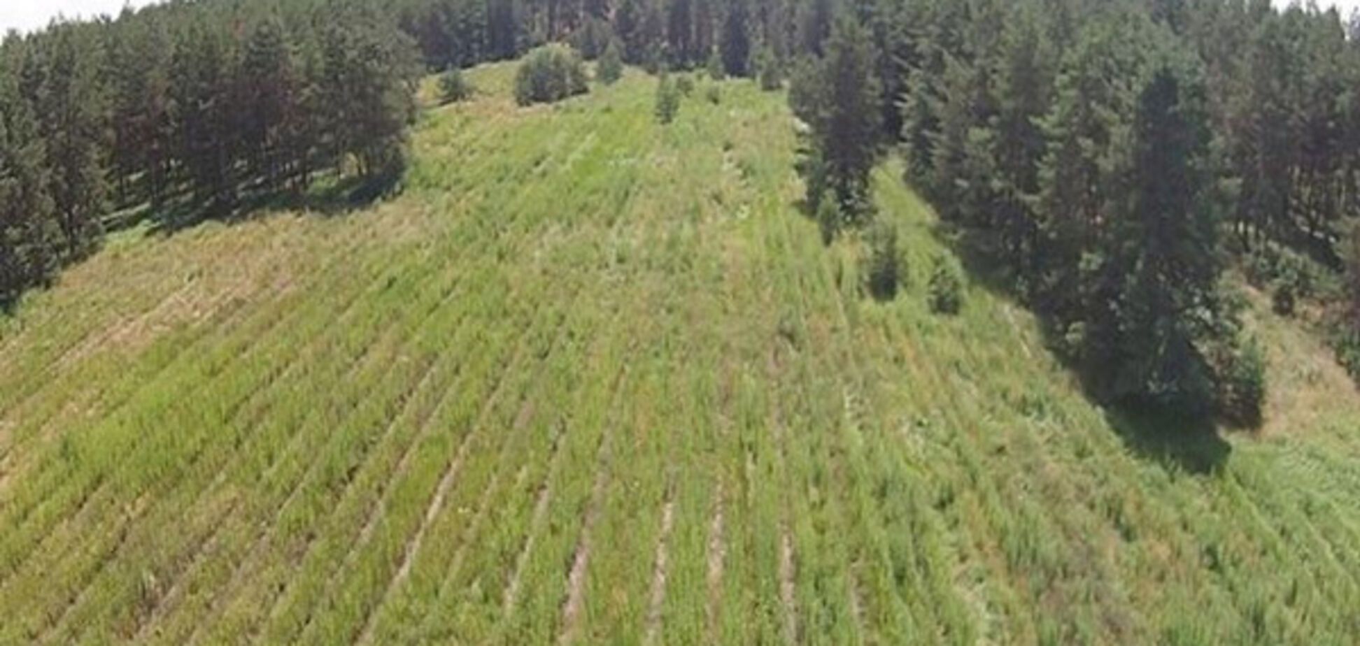 'Владимир, меняйте слабительное': друг Азарова взорвал соцсети постом о марихуане