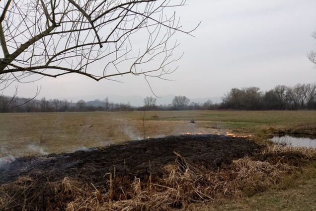 Долина нарциссов