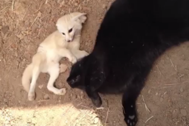 Лисеня, кіт