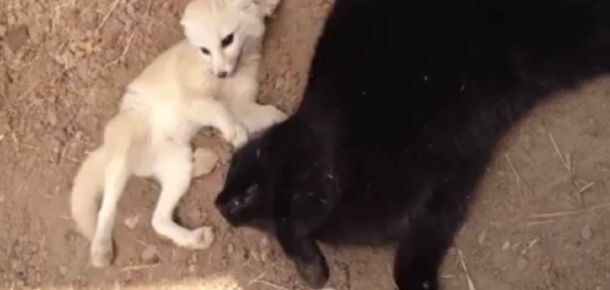 Лисеня, кіт