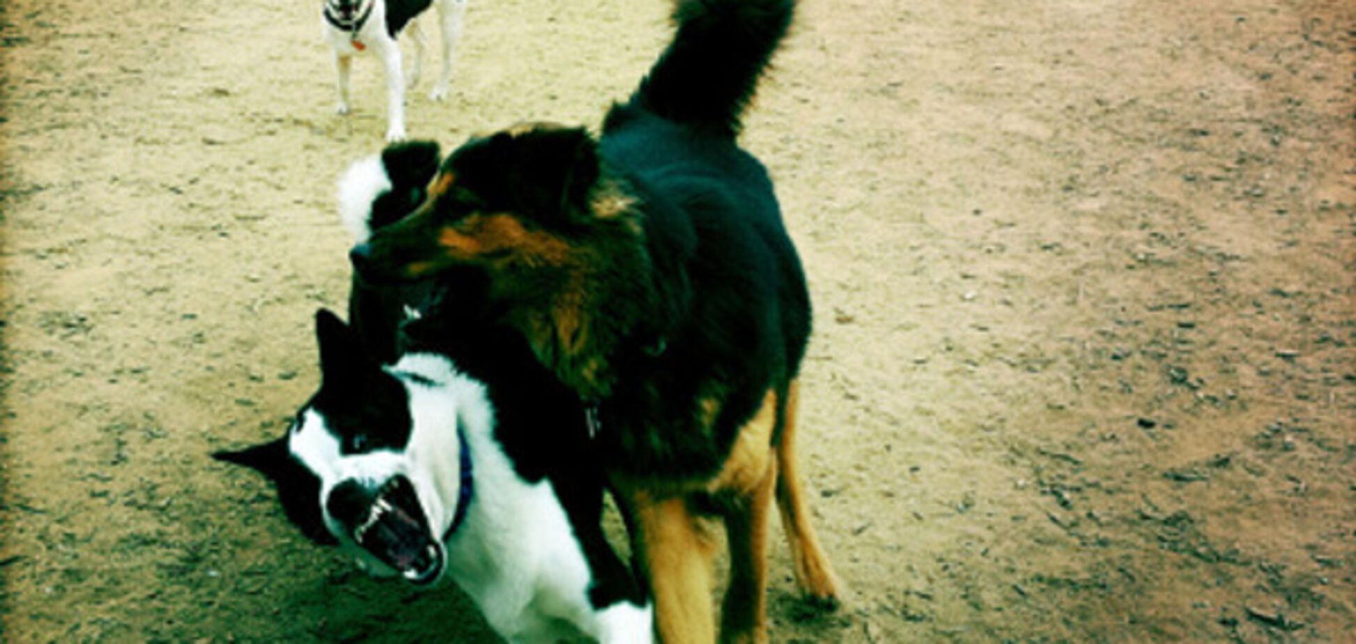 Свора собак