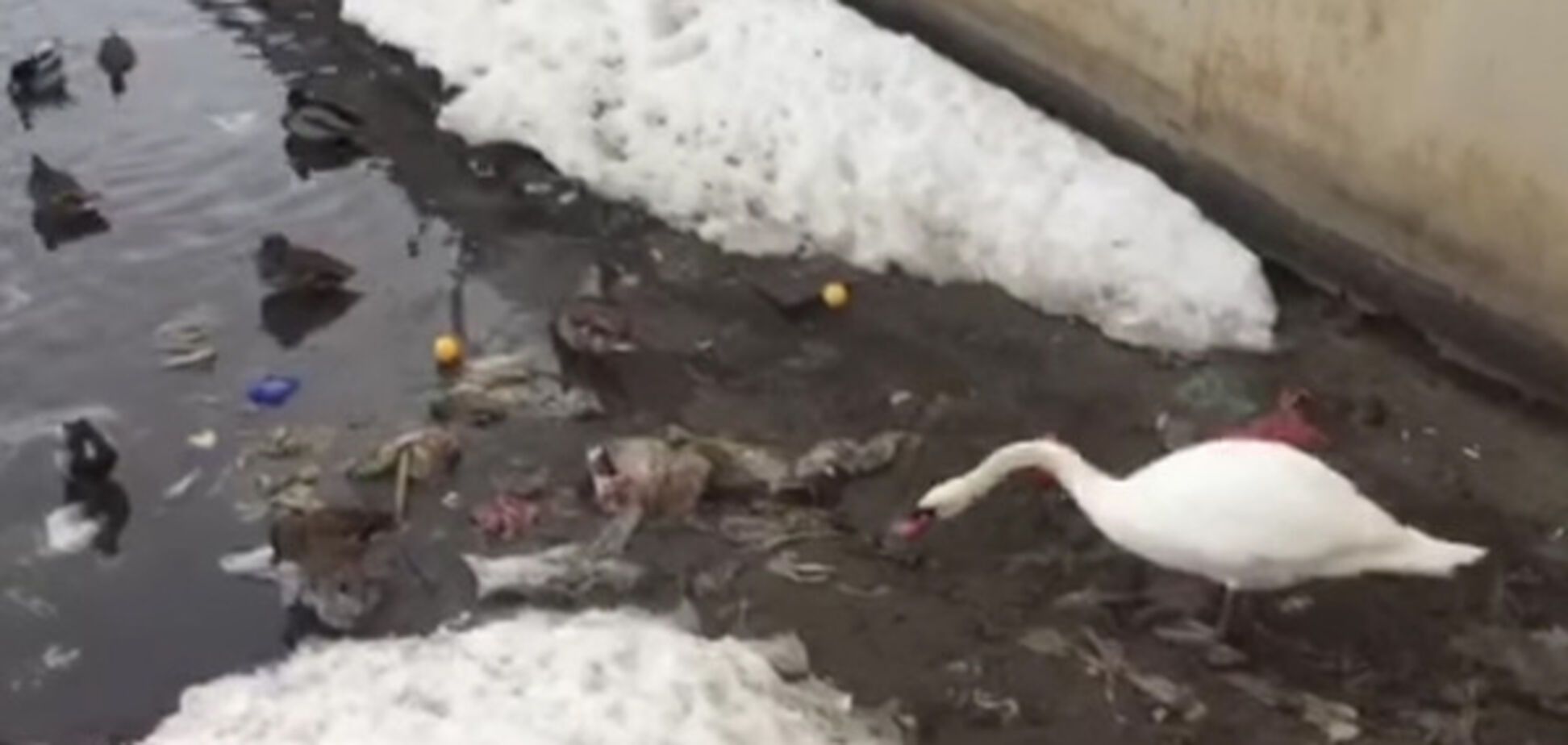 Чистоплотный лебедь пристыдил россиян: впечатляющее видео
