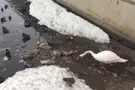 Чистоплотный лебедь пристыдил россиян: впечатляющее видео