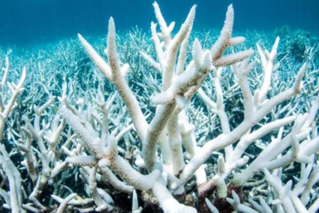 Белые кораллы