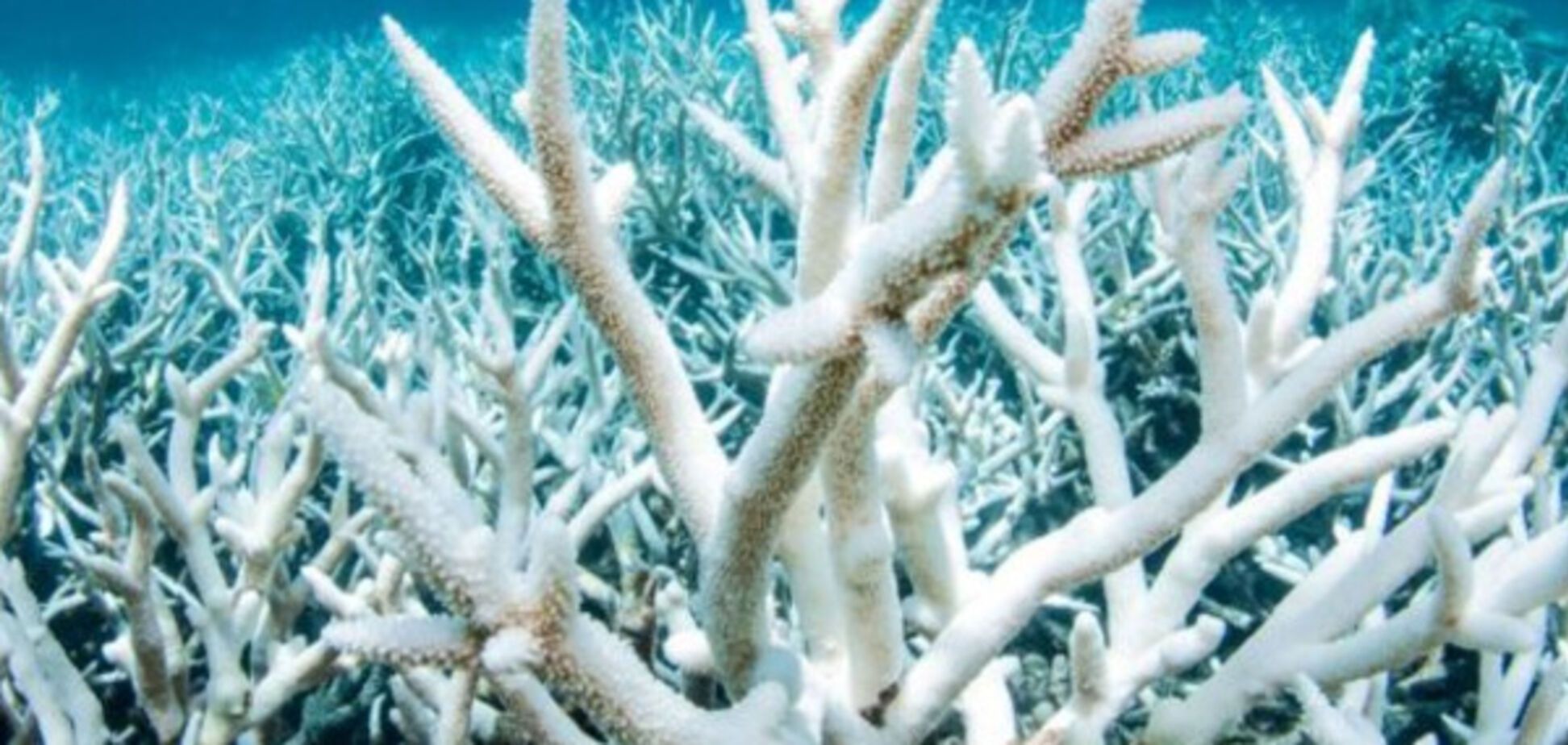 Белые кораллы