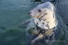 Морской тюлень