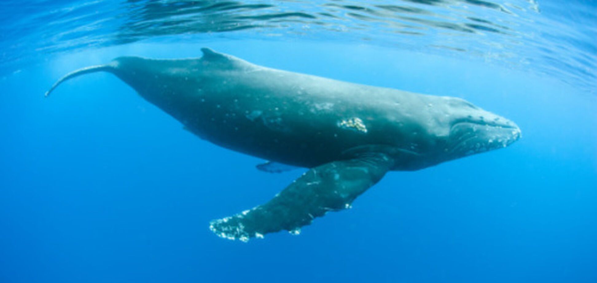 'Синий кит': что думают о 'группах смерти' сами дети