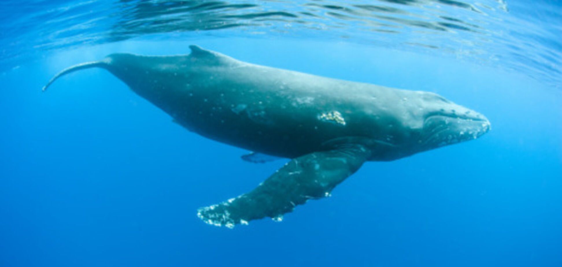 'Синий кит': что думают о 'группах смерти' сами дети