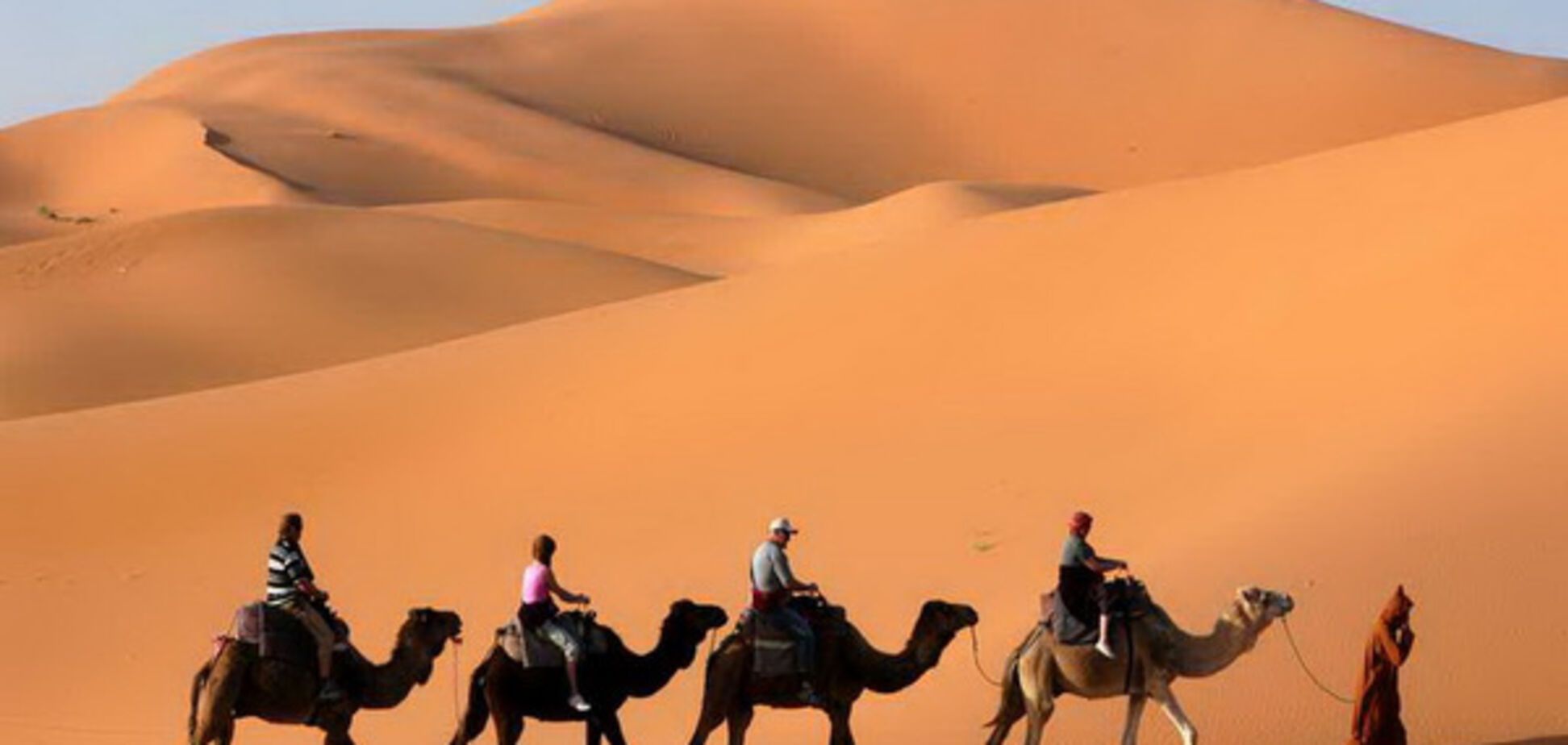 верблюды пустыня