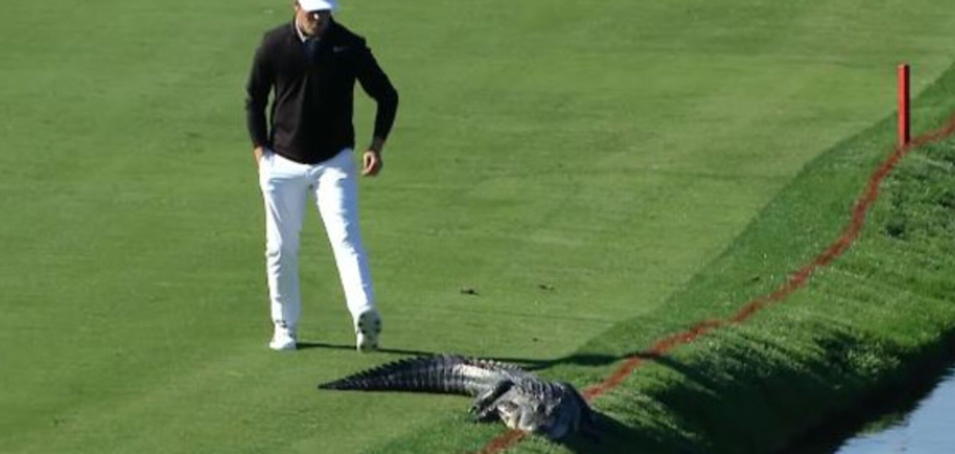 Коди Гриббл