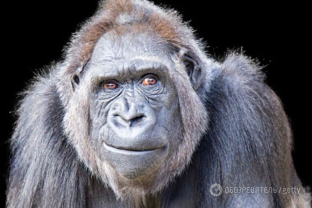 обезьяна