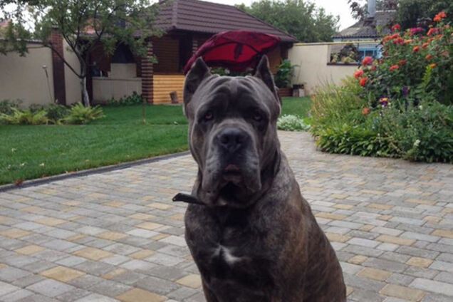 Собака Тиго