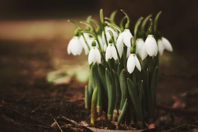 Подснежник