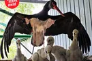 аисты