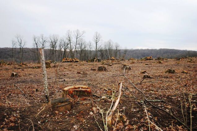 'Дикие туземцы': министра ткнули носом в варварскую вырубку леса для ЕС