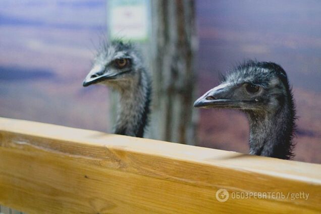 Страусы