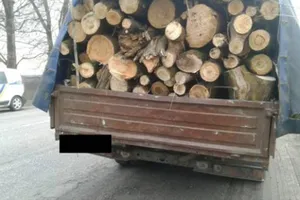 Вырубка деревьев