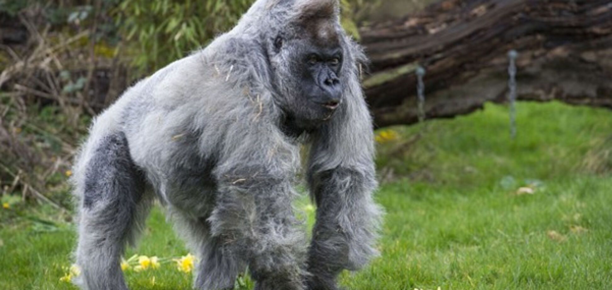 Горилла Нико