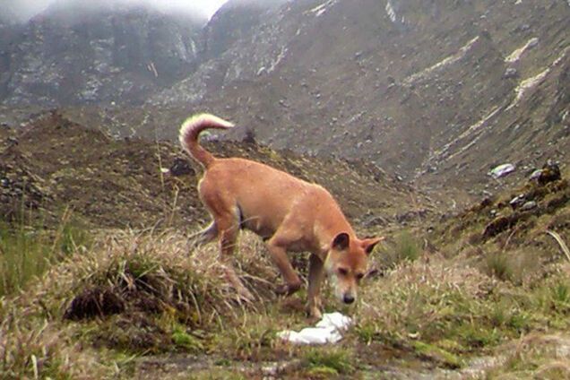 Дикая нагорная собака