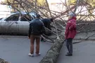 упавшее дерево