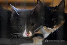 Коты