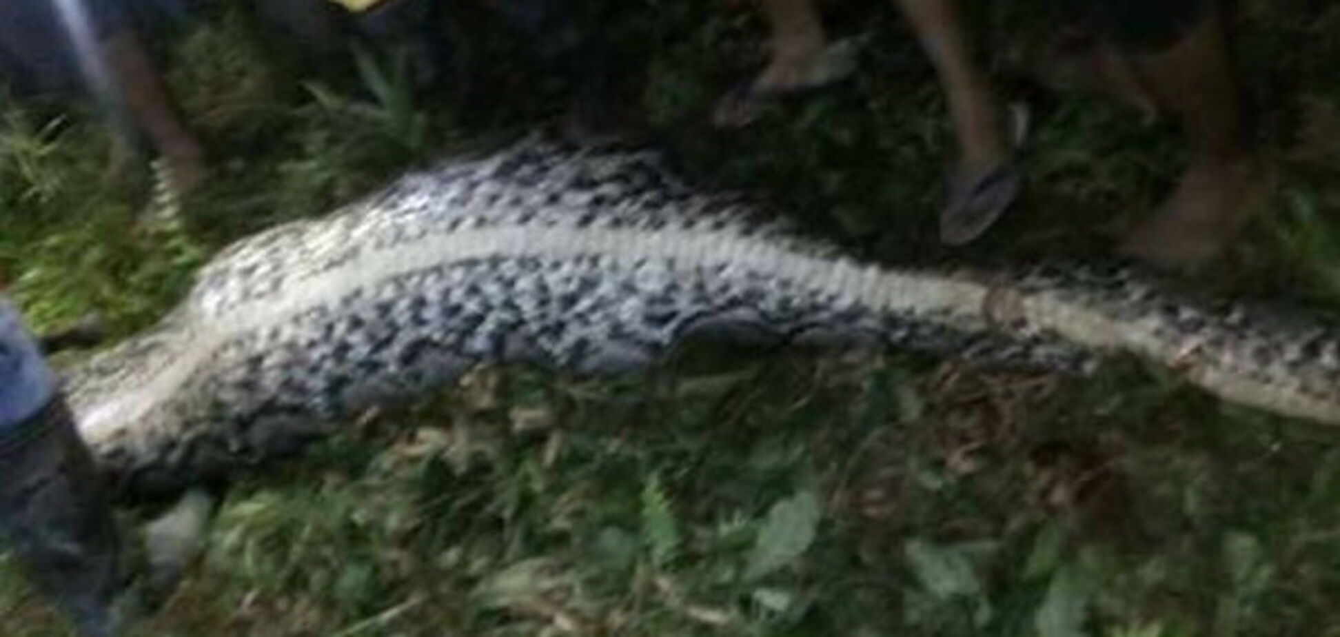 Пітон, людина