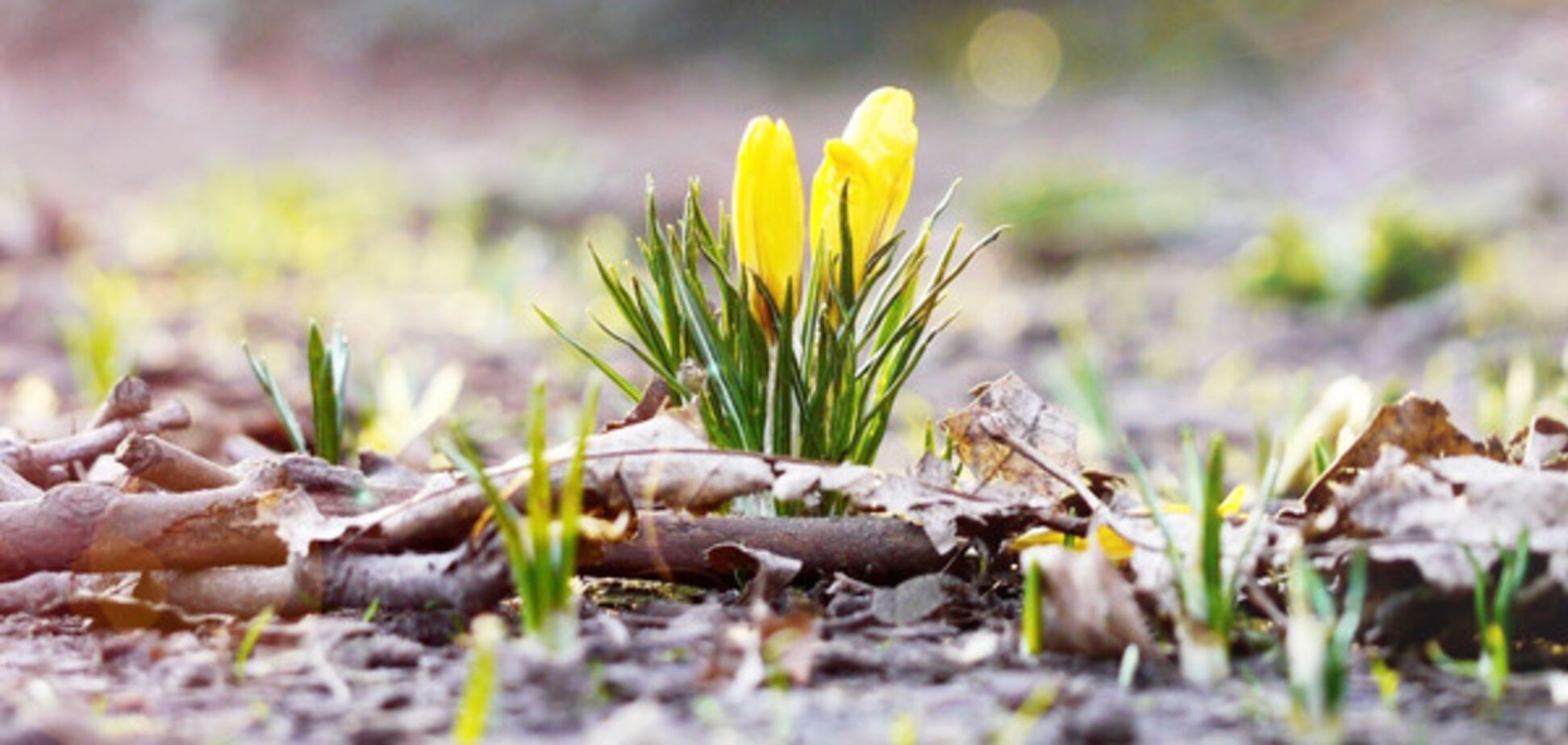 Справжня весна: синоптики дали прогноз погоди на вихідні
