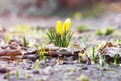 Справжня весна: синоптики дали прогноз погоди на вихідні