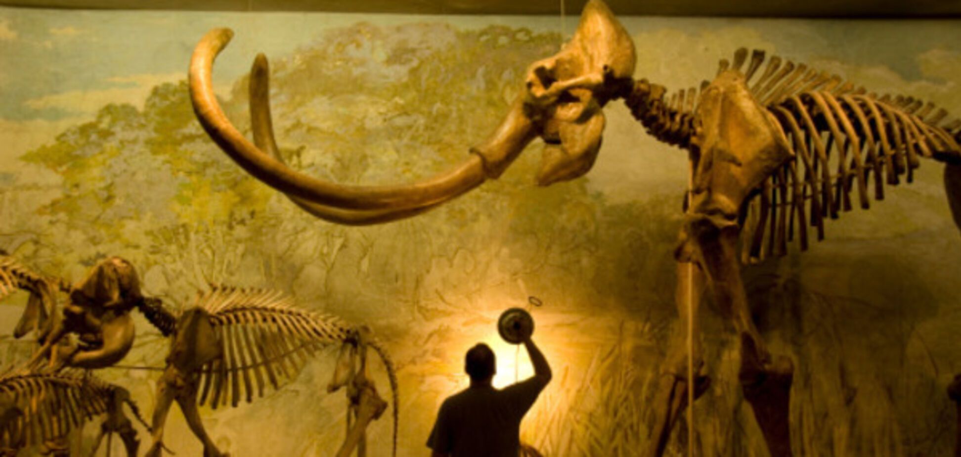 Скелет мамонта