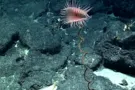 Actinoscyphia sp
